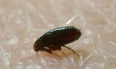 How To Get Rid of Cat Fleas From Your Home