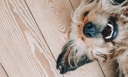 Most landlords have caught tenants lying about pets