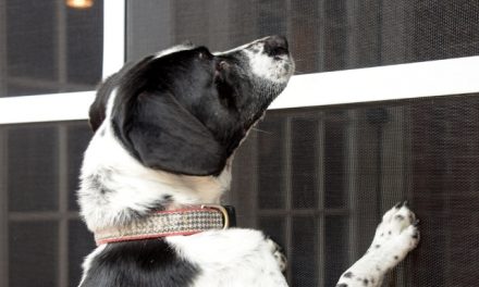 Balance Your Needs for Home Protection and Privacy with Various Types of Window Screens