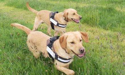 Dogs being used to tackle Japanese knotweed