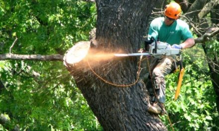 Things to Consider When Removing Huge Trees Around Your House