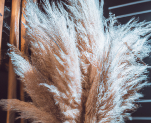 How Long Does Pampas Grass Last As Decor?