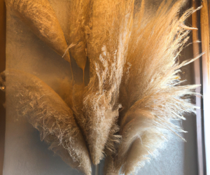 Why Does My Pampas Grass Smell?