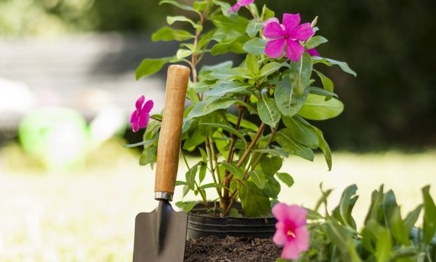Getting Your Garden Ready For Spring