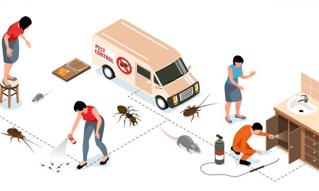 How To Remove Bed Bugs From Your Home